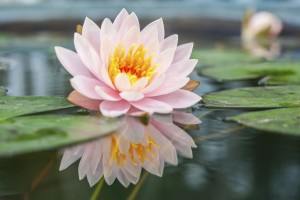 1200-481253425-light-pink-lotus-flower