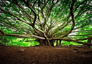 great-banyan-tree-1