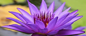 water-lily-1556565_1280